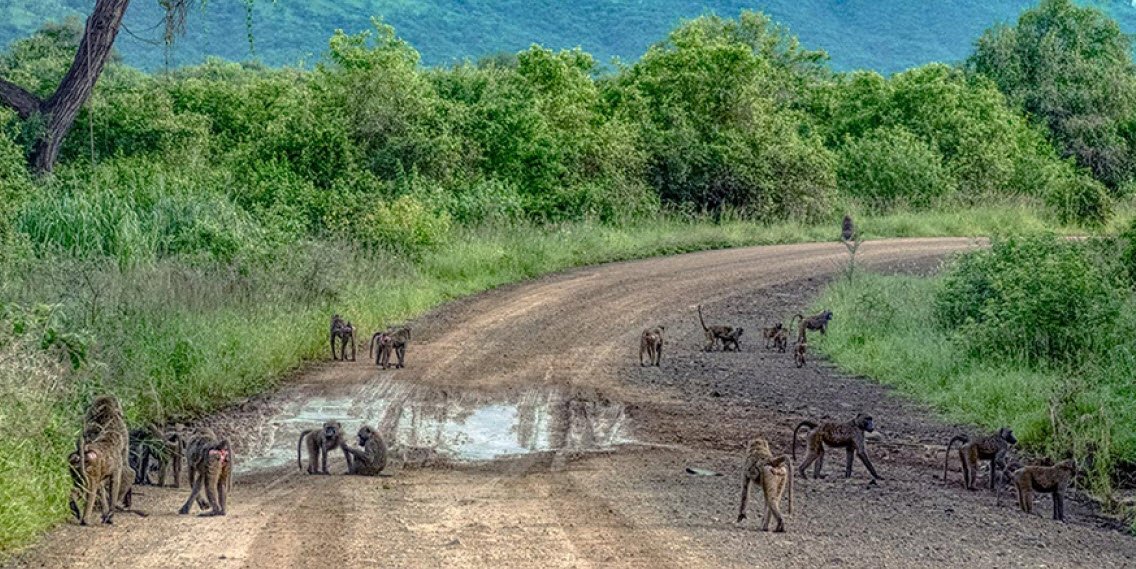 Mago National Park, Near Jinka, SNNPR, Ethiopia
